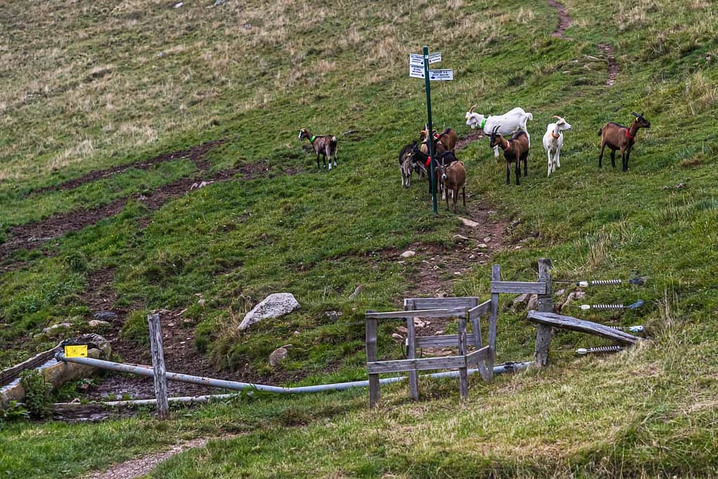 Ziegen an einer Absperrung mit Wanderzeichen in den Vogesen / © Foto: Georg Berg