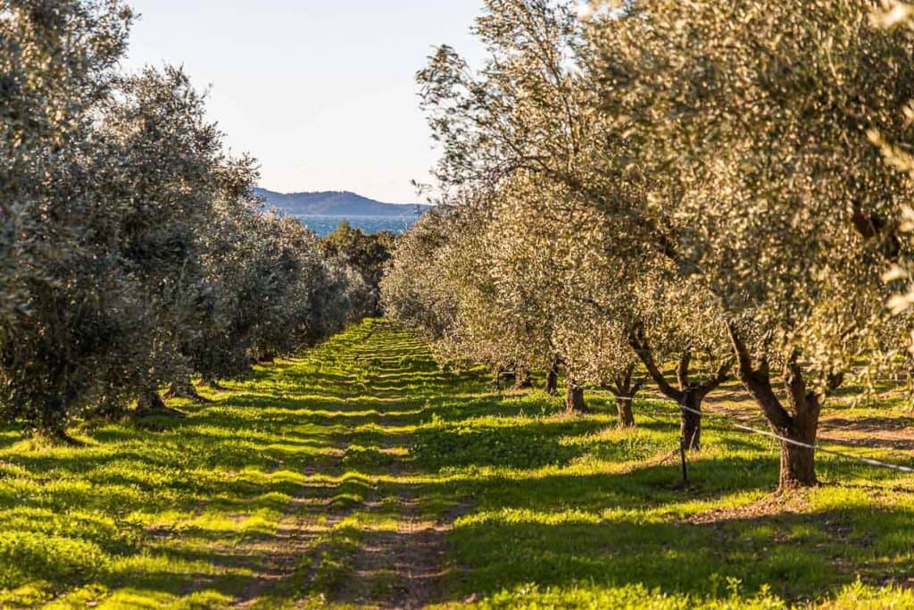 Olivenbäume bis zum Meer. Die kalkhaltigen Böden und der stete Meereswind beeinflussen die Qualität des Olivenöls / © Foto: Georg Berg