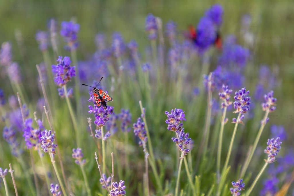 Wilder Lavendel wächst im Tal der Drome auf den Bergplateaus des Vercorsgebirges.  Der wilde Lavendel zieht viele Insekten an / © Foto: Georg Berg
