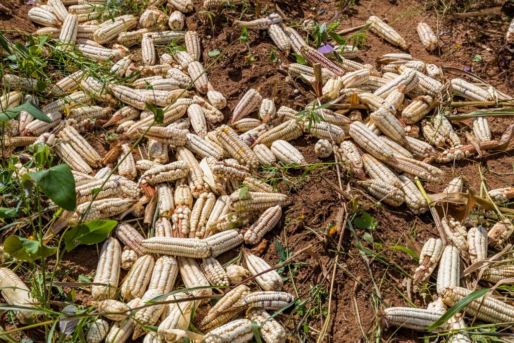 Weißer Mais ist ein Grundnahrungsmittel in Malawi. Erntezeit ist im April und Mai zum Ende der Regenzeit. Mais ist die wichtigste und am häufigsten angebaute Kulturpflanze und das wichtigste Grundnahrungsmittel in Malawi / © Foto: Georg Berg