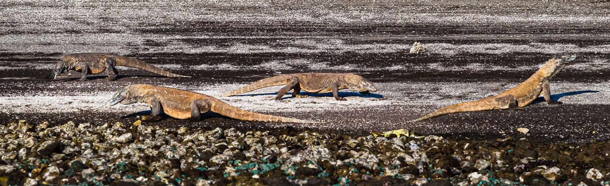 Komodowarane gehören zu den gefährdeten Tierarten. An den Ständen der Komodo-Inseln sind sie oft in Gruppen anzutreffen / © Foto: Georg Berg