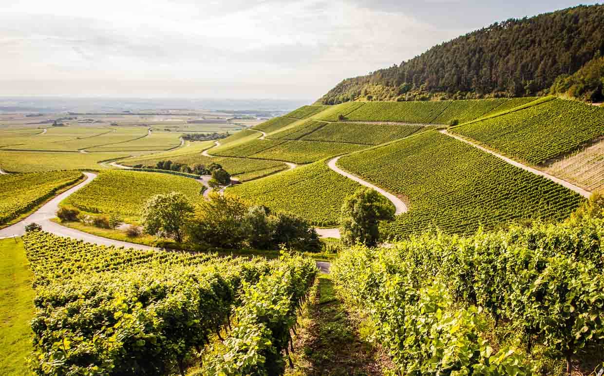 Der Weinbau im Steilhang ist aufwändig. Blick auf den Iphofener Julius-Echter-Berg / © Foto: Georg Berg