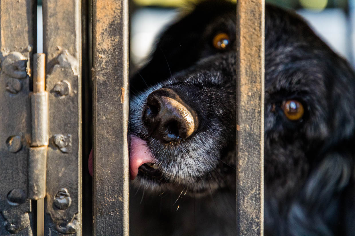 El perro rastreador de trufas Manolo tras su misión / © Foto: Georg Berg