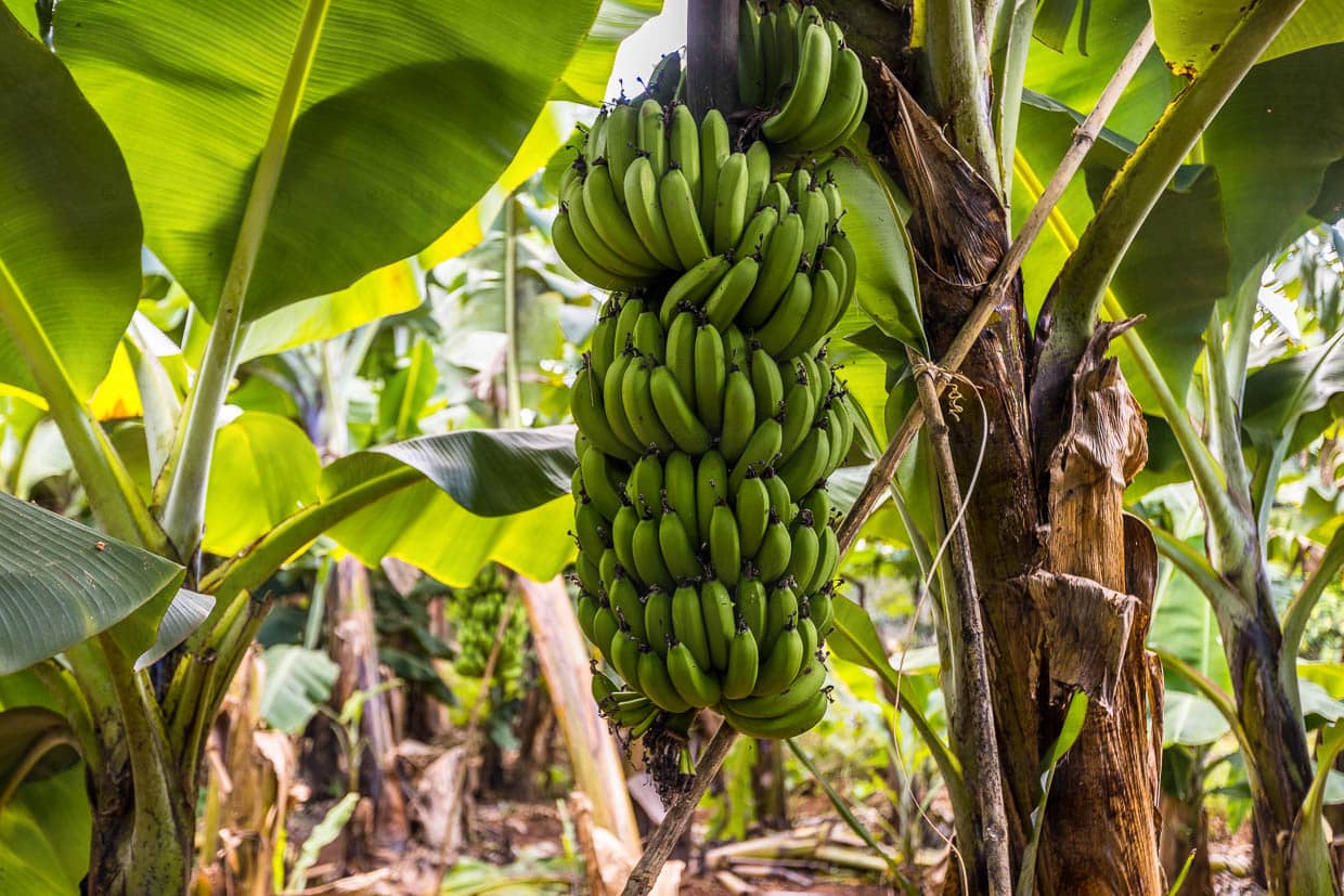 Los plátanos no crecen en árboles, sino en plantas perennes. Una planta de plátano da fruto una sola vez en su corta vida y luego muere / © Foto: Georg Berg