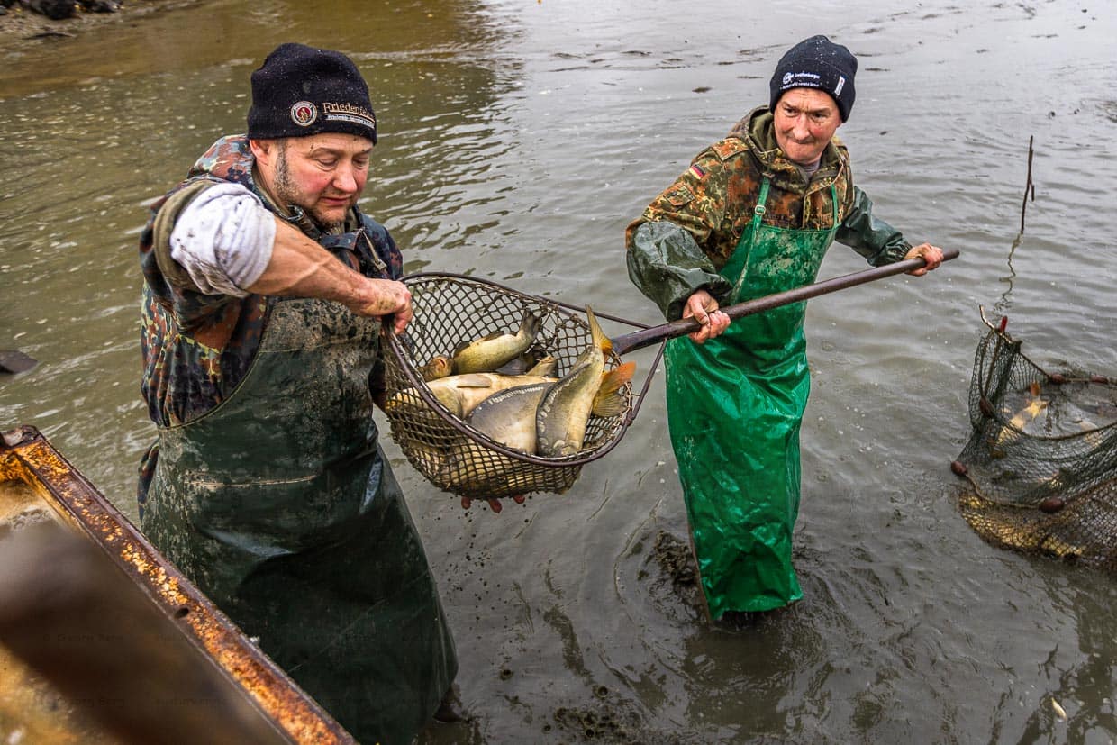 Dos pescadores con una red llena de carpas espejo / © Foto: Georg Berg