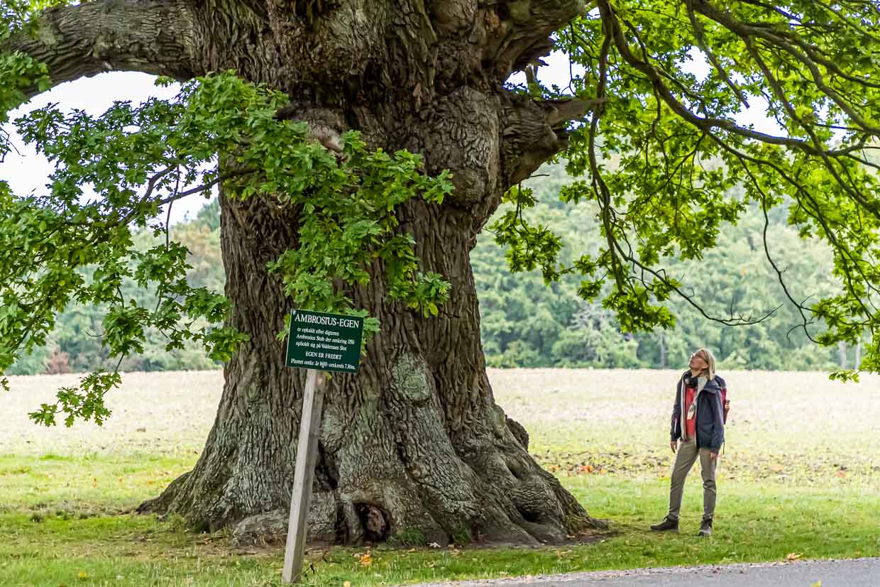 Le chêne a plus de 500 ans. Il doit son nom au poète Ambrosius Stub, qui aimait s'asseoir contre son tronc pour composer des poèmes. Svendborg, Danemark / © Photo : Georg Berg