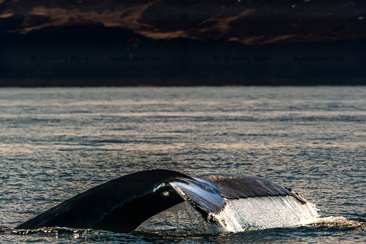 Aileron caudal d'une baleine à bosse. De nombreux bateaux partent de Húsavík (Islande) pour aller observer les baleines. Le point culminant est l'aileron arrière lors de la descente des grands mammifères / © Photo : Georg Berg