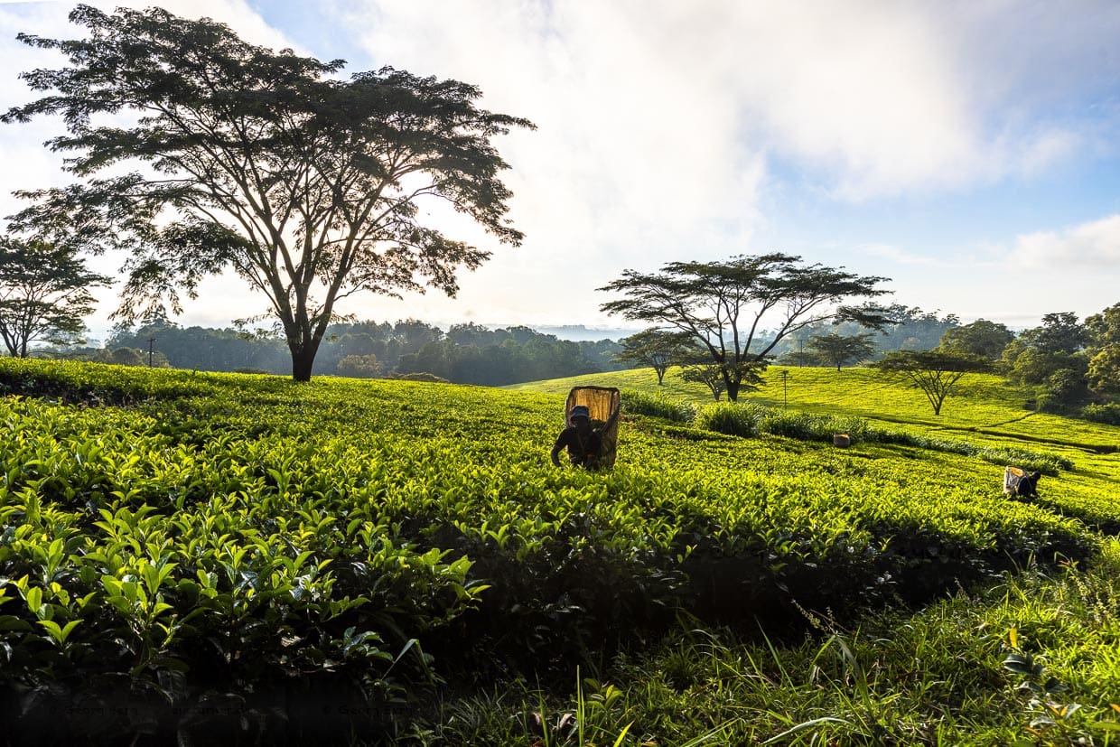 Ambiance matinale à Satemwa Estate, Thyolo. Des cueilleurs de thé au travail avec leurs fourches pour ramasser les feuilles de thé / © Photo : Georg Berg