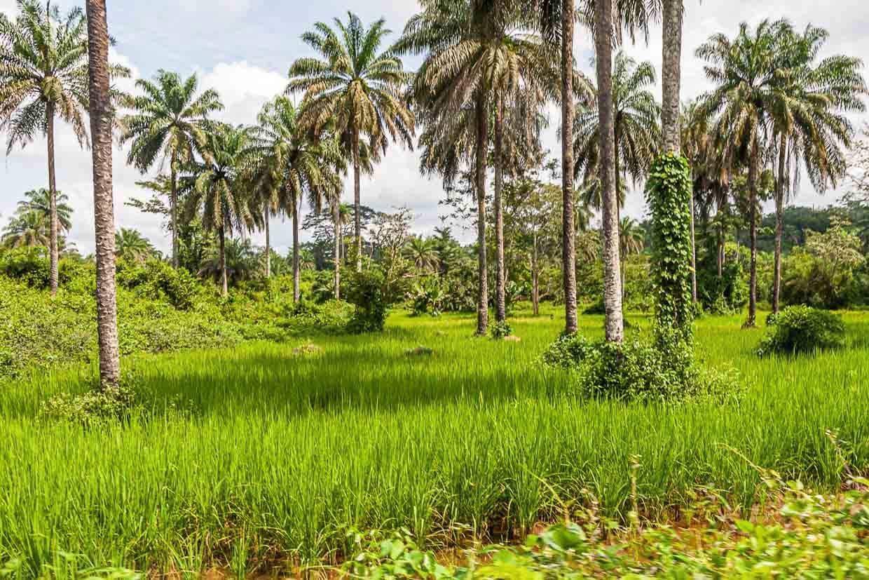 Intensive Flächennutzung bedeutet in Sierra Leone: Ölpalmen stehen in Reisfeldern / © Foto: Georg Berg