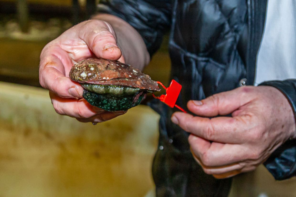 Ormeau, das Seeohr sieht aus wie eine Muschel, ist aber eine ungewundene Schnecke / © Foto: Georg Berg
