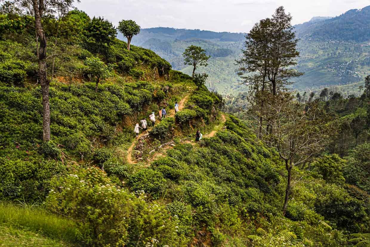 Im Hochland Sri Lankas sind die besten Teeplantagen nur von der Eisenbahntrasse aus zu sehen / © Foto: Georg Berg