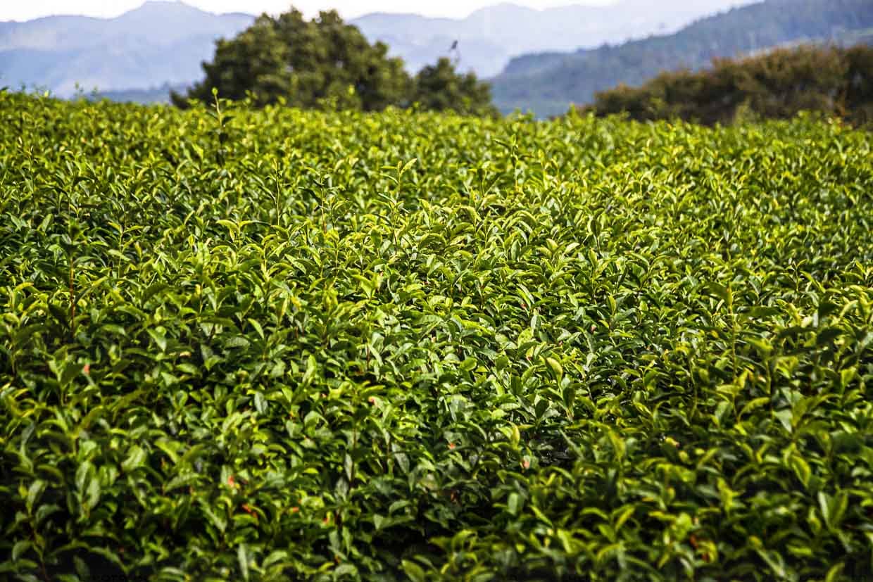 Grüner Teee aus Shizuoka / © Foto: Georg Berg