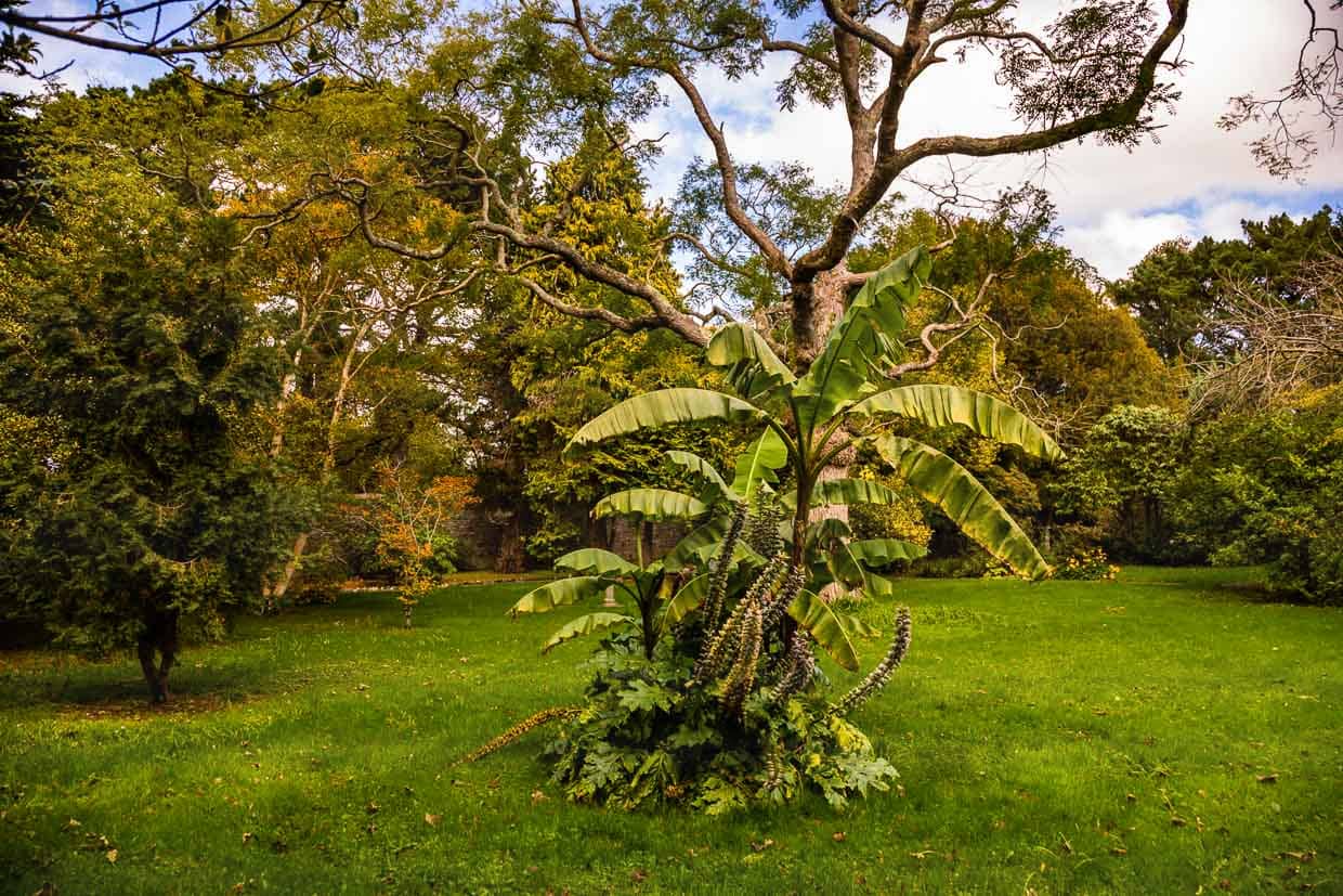 Im Garten des Hotel Dunloe braucht man nur eine Stunde, um botanisch um die ganze Welt zu reisen / © Foto: Georg Berg