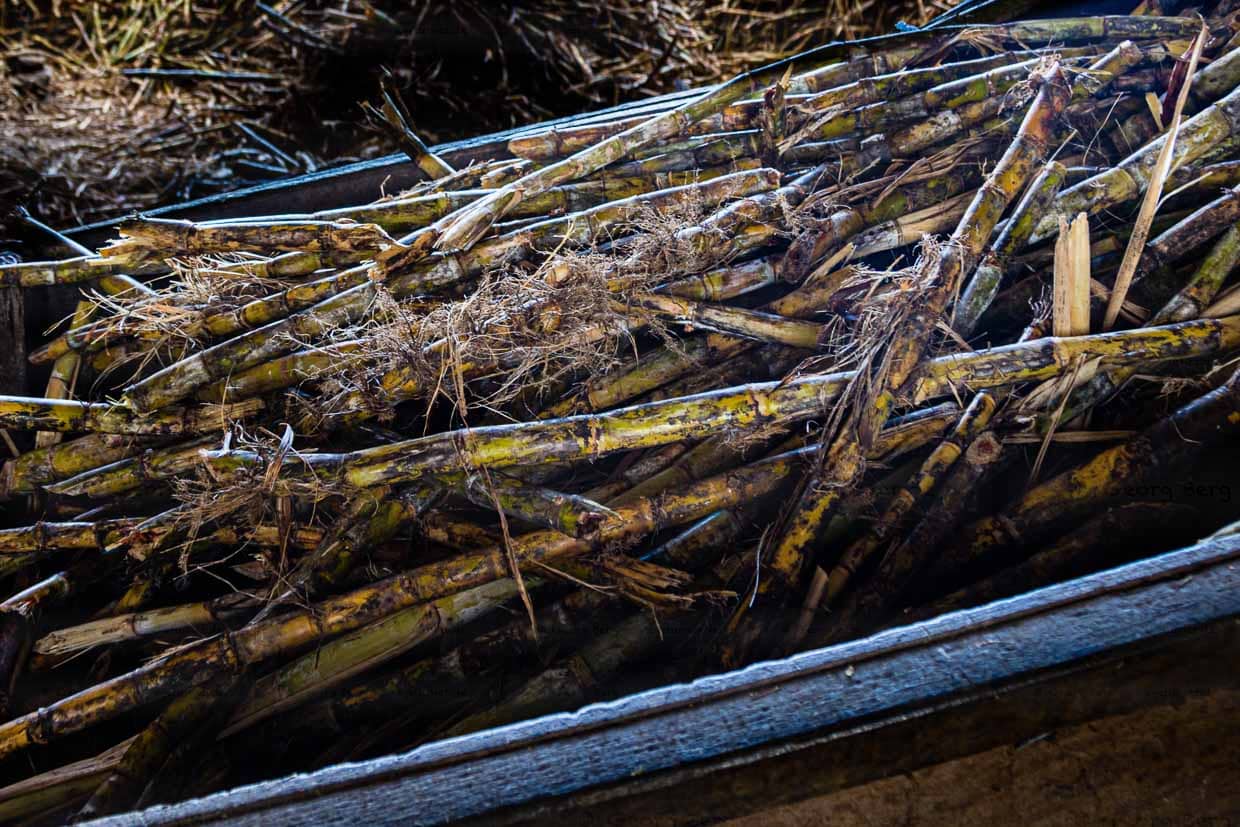 Zuckerrohr wird auf Grenada das ganze Jahr über geerntet / © Foto: Georg Berg