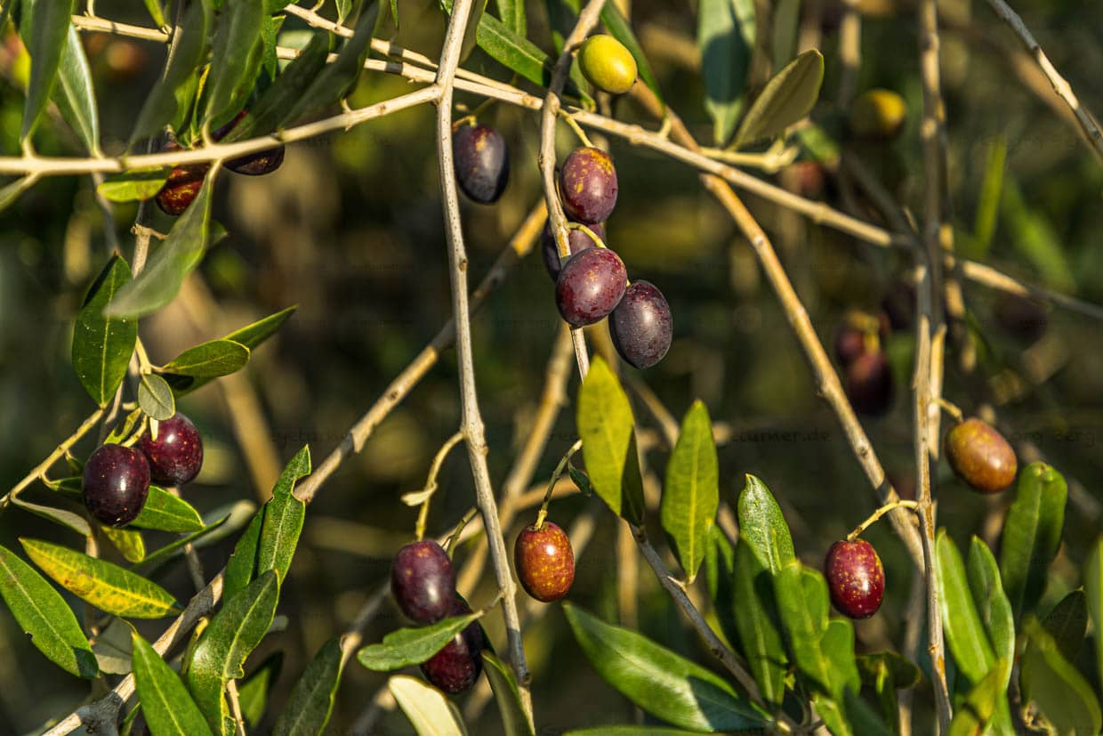 Ab Oktober beginnt die Farbänderung der Früchte von grün zu schwarz. Botanisch ist die Olive eine Steinfrucht. Olivenfrüchte werden bis zu drei Zentimeter groß / © Foto: Georg Berg