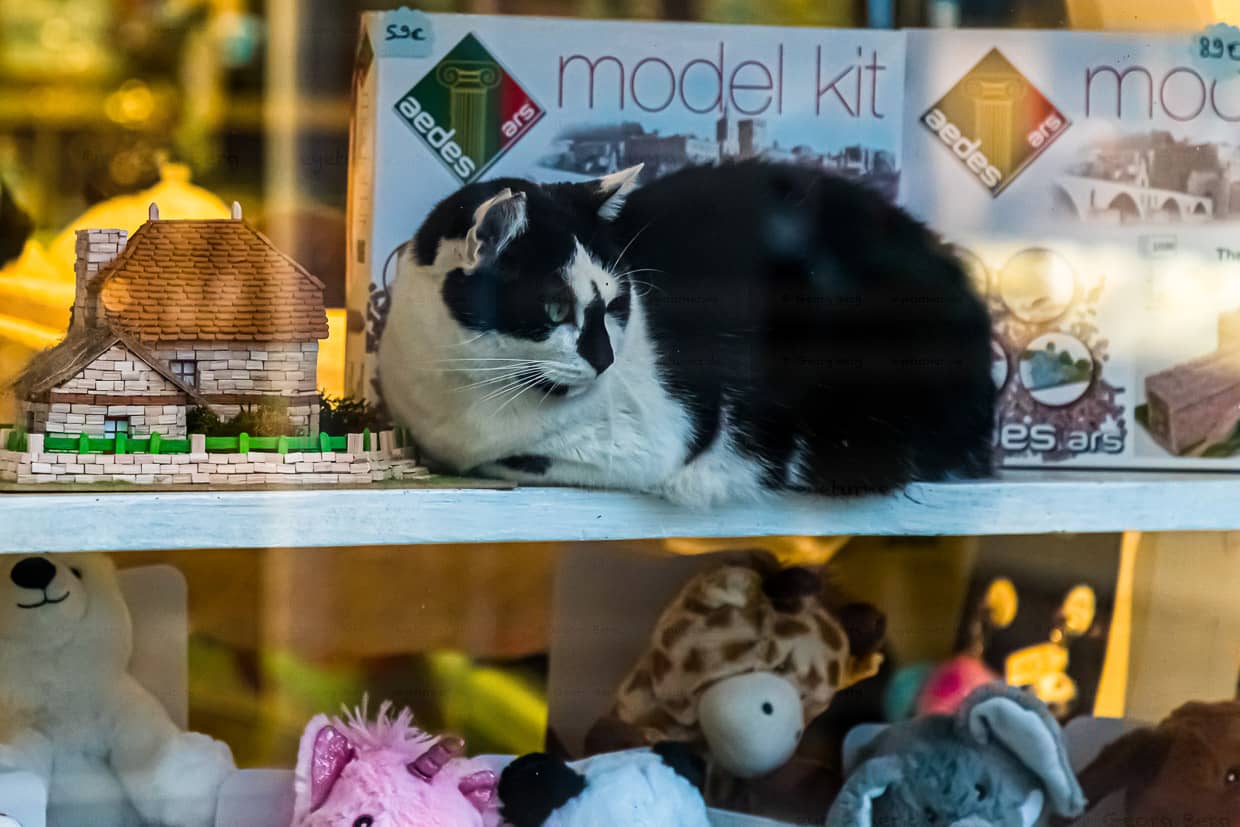 Model Ktten: Diese Katze in einem Spielwarengeschäft. in Saint Chamond, Frankreich versteht es, sich in Szene zu setzen. Es geht doch nichts über echtes Fell, statt Billig-Plüsch / © Foto: Georg Berg