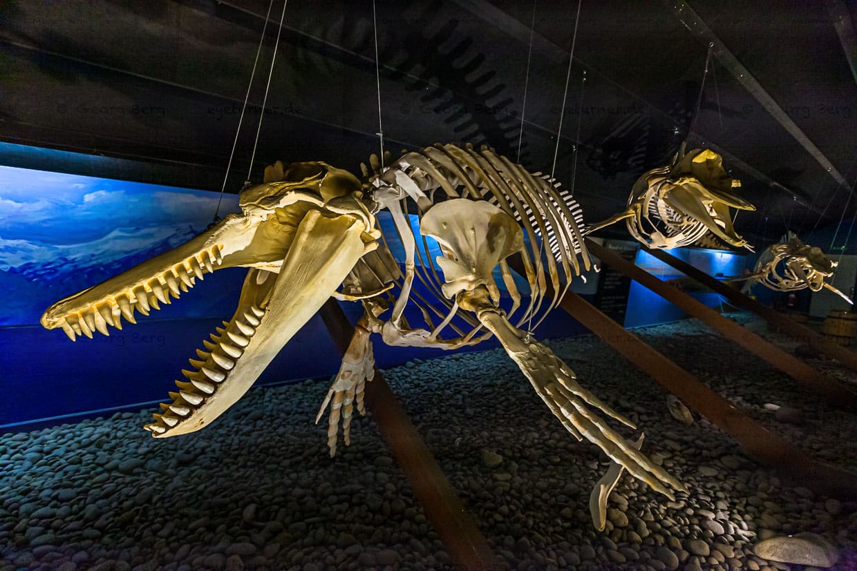 Skelett eines Zahnwals im Walmuseum von Húsavík / © Foto: Georg Berg