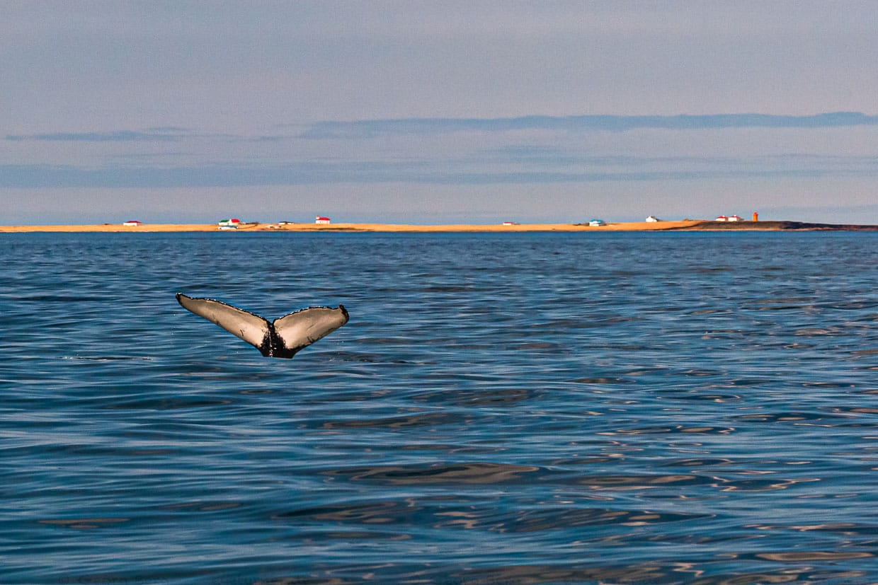 Höhepunkt des Walewatchings ist die beim Abtauchen eines Buckelwals an der Unterseite weiße Heckflosse. Im Hintergrund ist die nur im Sommer besiedelte Insel Flatey zu sehen / © Foto: Georg Berg