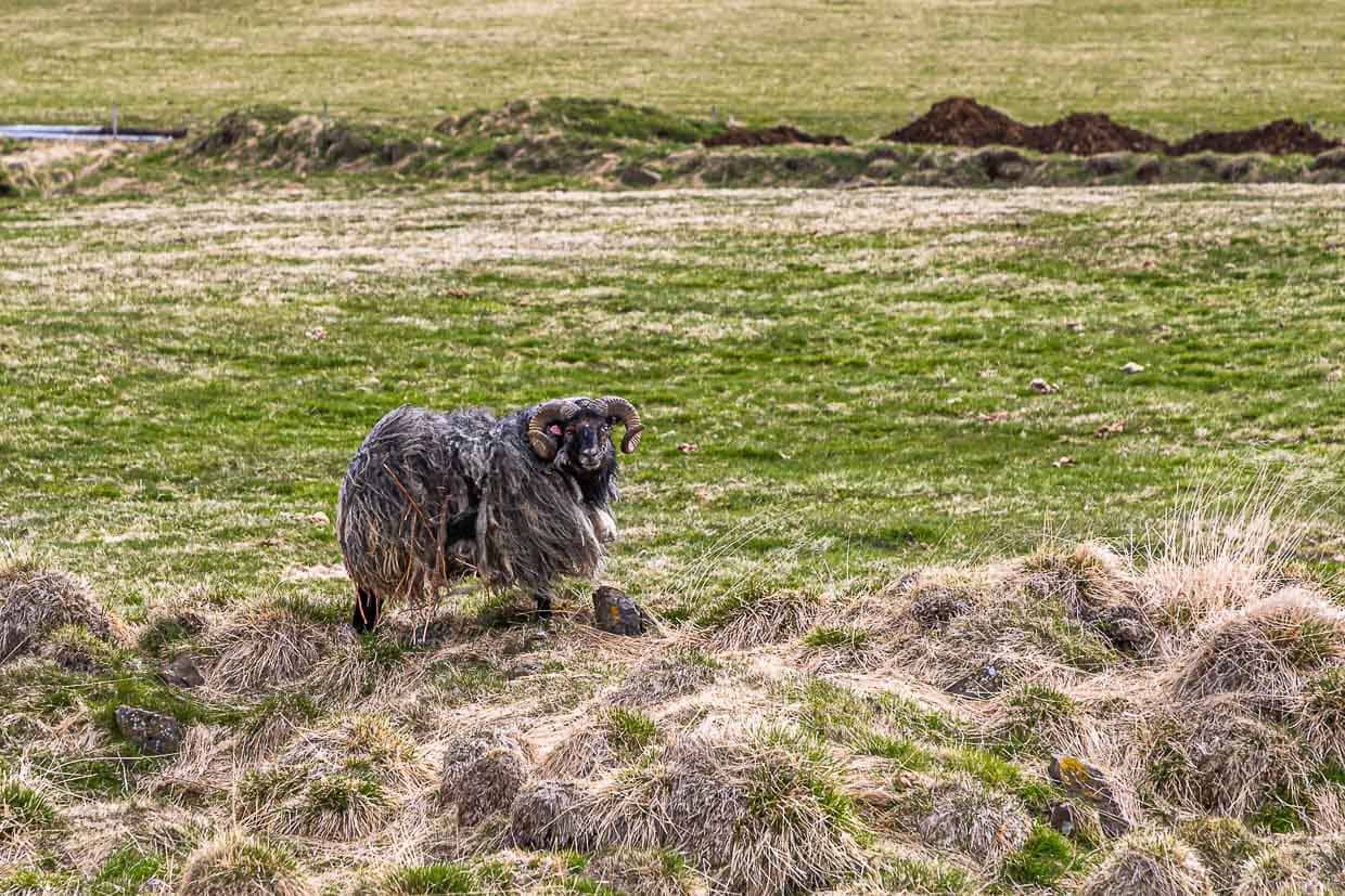 Leader Sheep / © Foto: Georg Berg