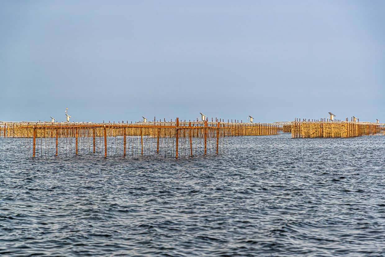 An den Bänken Étang de Thau hängen die Austern an Seilen und werden mehrmals am Tag für sechs Stunden ins vier Meter tiefe Wasser getaucht / © Foto: Georg Berg