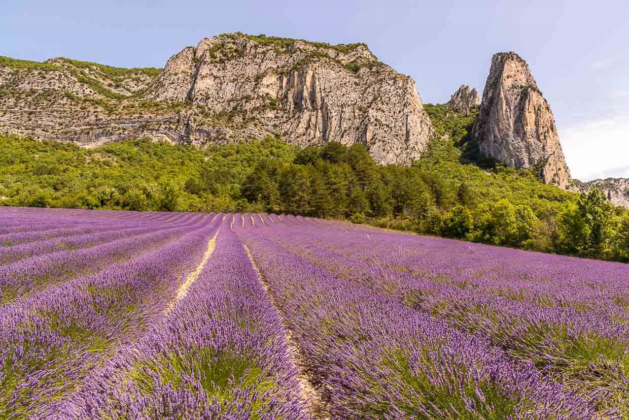 Blühende Lavendelfelder im Department Drome in der Region Auvergne-Rhone-Alpes. Auch außerhalb der Provence wird Lavendel angebaut / © Foto: Georg Berg