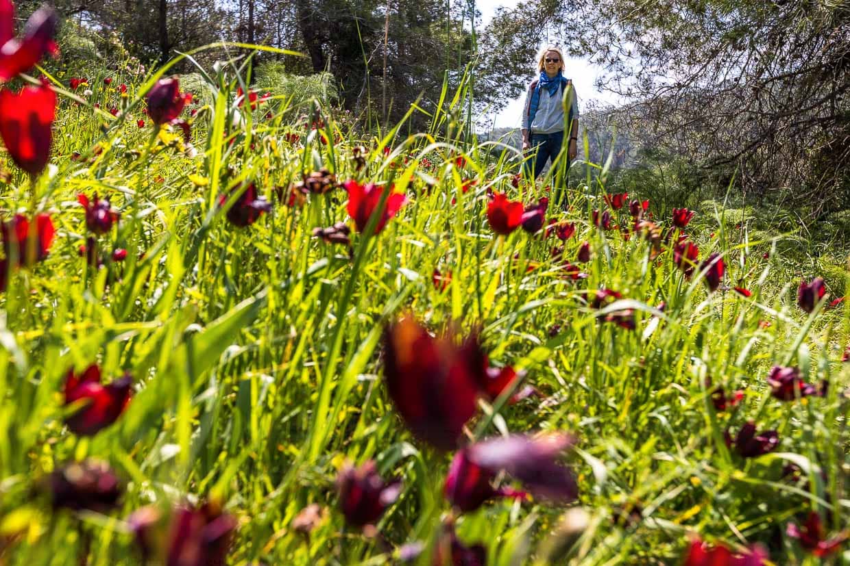 Seltene Tulpen auf Zypern