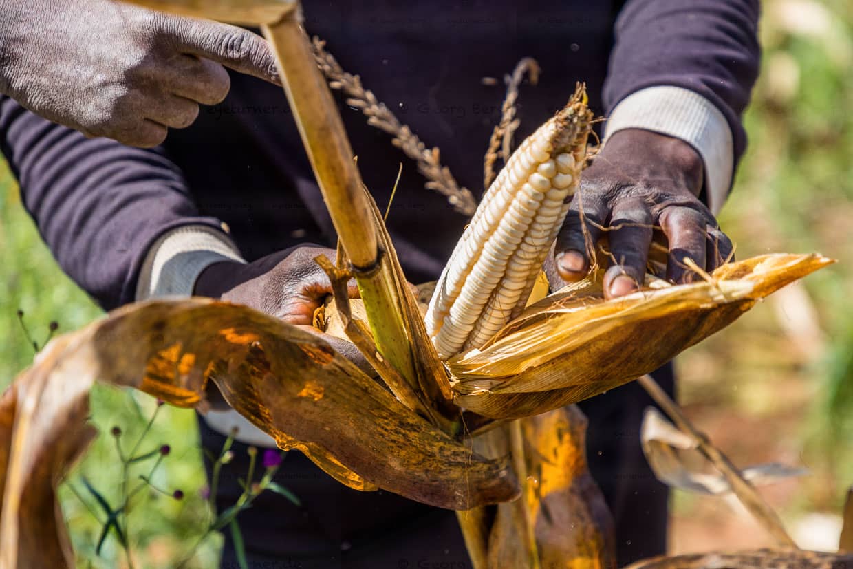 Weißer Mais wird per Hand geerntet. Der Mais wird zu Maismehl gemalen, aus dem das Nationalgericht Nzima zubereitet wird / © Foto: Georg Berg