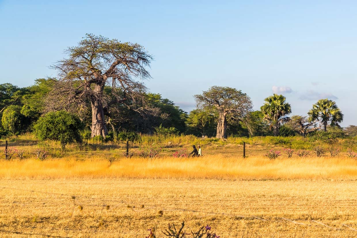 Baobab ist einer der bekanntesten Bäume Afrikas und wird auch als Affenbrotbaum bezeichnet. Mit seinem charakteristischen kurzen, aber dicken Stamm prägt er die Landschaft der afrikanischen Savannen / © Foto: Georg Berg