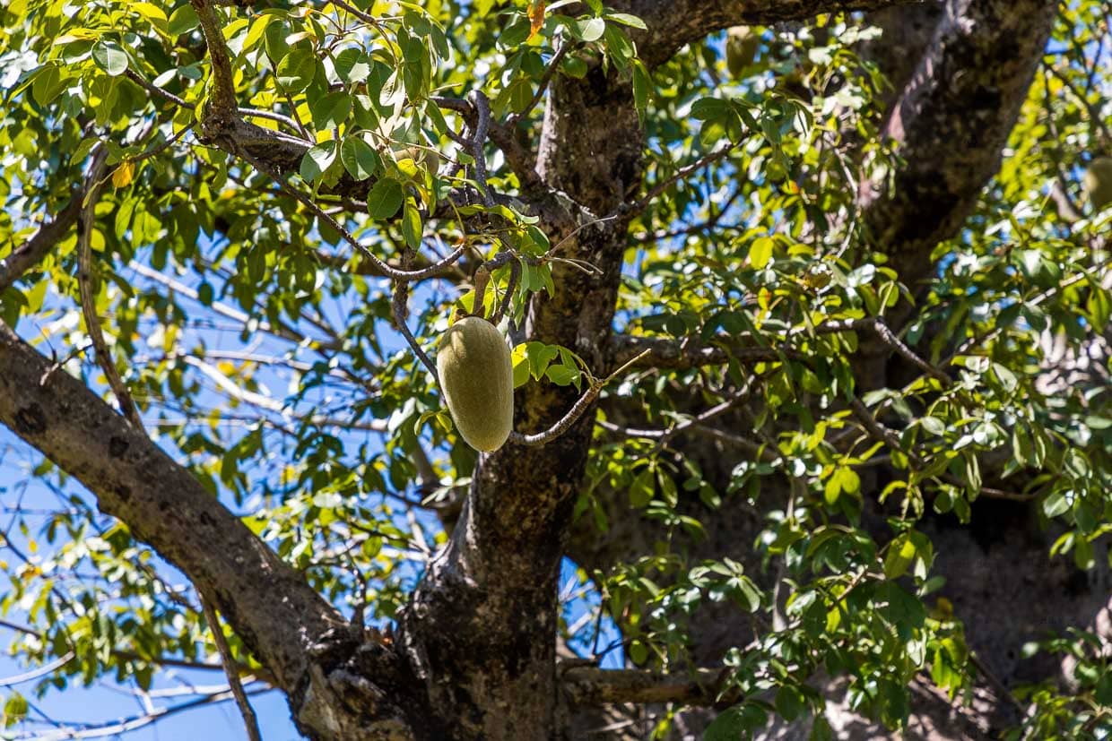 Baobabbäume benötigen mindestens 20 Jahre, um Früchte zu tragen, weshalb sie nicht kommerziell angebaut werden. Die Baobabfrucht ist von großer Bedeutung. Sie ist reich an Vitamin C, Kalium und anderen wertvollen Nährstoffen / © Foto: Georg Berg