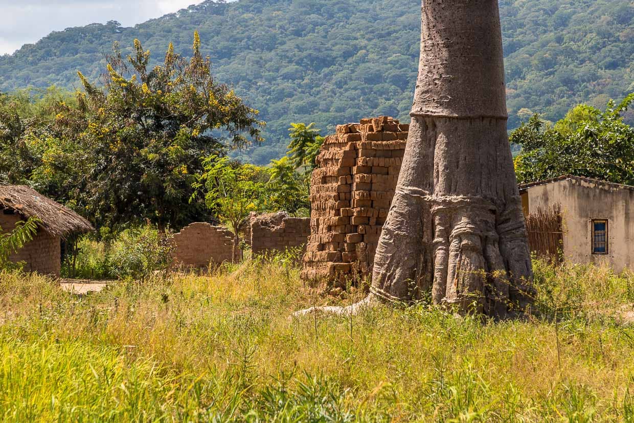 Mächtiger Stamm eines Affenbrotbaums mitten in einem Dorf. Der Baum ist oft das Zentrum des gesellschaftlichen Lebens in einem Dorf in Malawi / © Foto: Georg Berg