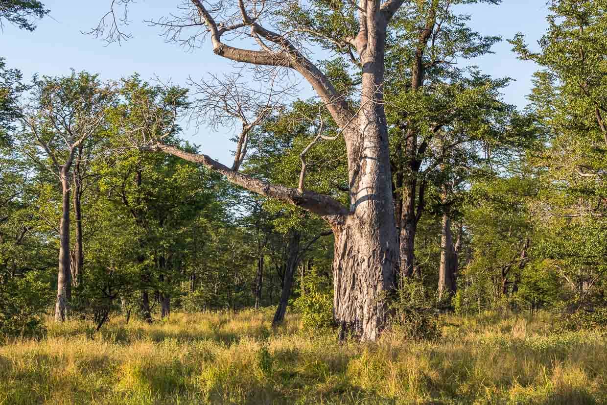 Baobab Tree im Liwonde National Park. Der Baum speichert im Stamm viel Wasser. Elefanten brechen bei Trockenheit die Rinde auf. Dieser Stamm zeigt die Spuren von Elefanten / © Foto: Georg Berg