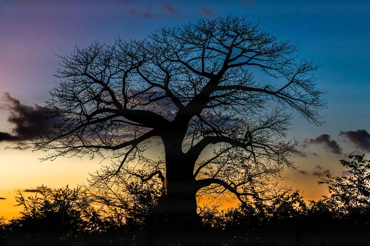 Baobab bei Sonnenuntergang / © Foto: Georg Berg