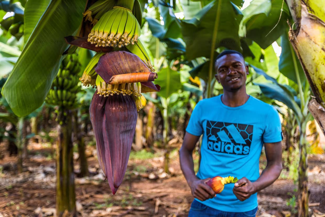 Gärtner Chisomo Shaya neben einer Bananenstaude, die gerade Früchte ausbildet. Im oberen Teil sieht man Bananen mit verwelkten Blüten, weiter unten noch ein großes Hüllblatt, aus dem weitere Bananenfrüchte ausgebildet werden / © Foto: Georg Berg