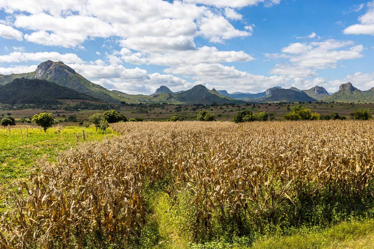 Maisfeld im Hochland von Lilongwe, Malawi. Erntezeit ist zum Ende der Regenzeit im April und Mai. Mais ist die wichtigste und am häufigsten angebaute Kulturpflanze in Malawi / © Foto: Georg Berg