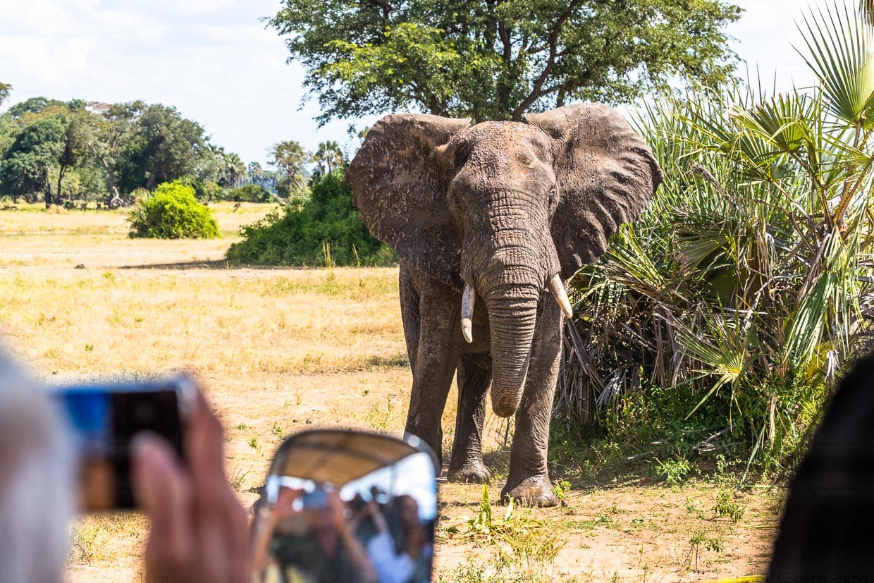Im Liwonde Nationapark kommt man die Tieren sehr nah. Hier ein junger Elefantenbulle wenige Meter vom Safari-Fahrzeug der Kutchire Lodge entfernt / © Foto: Georg Berg
