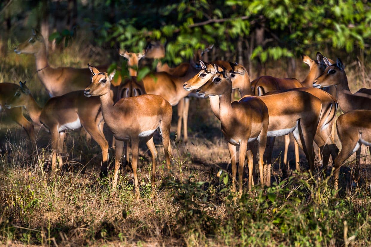 Impala Antilopen im Liwonde Nationalpark / © Foto: Georg Berg