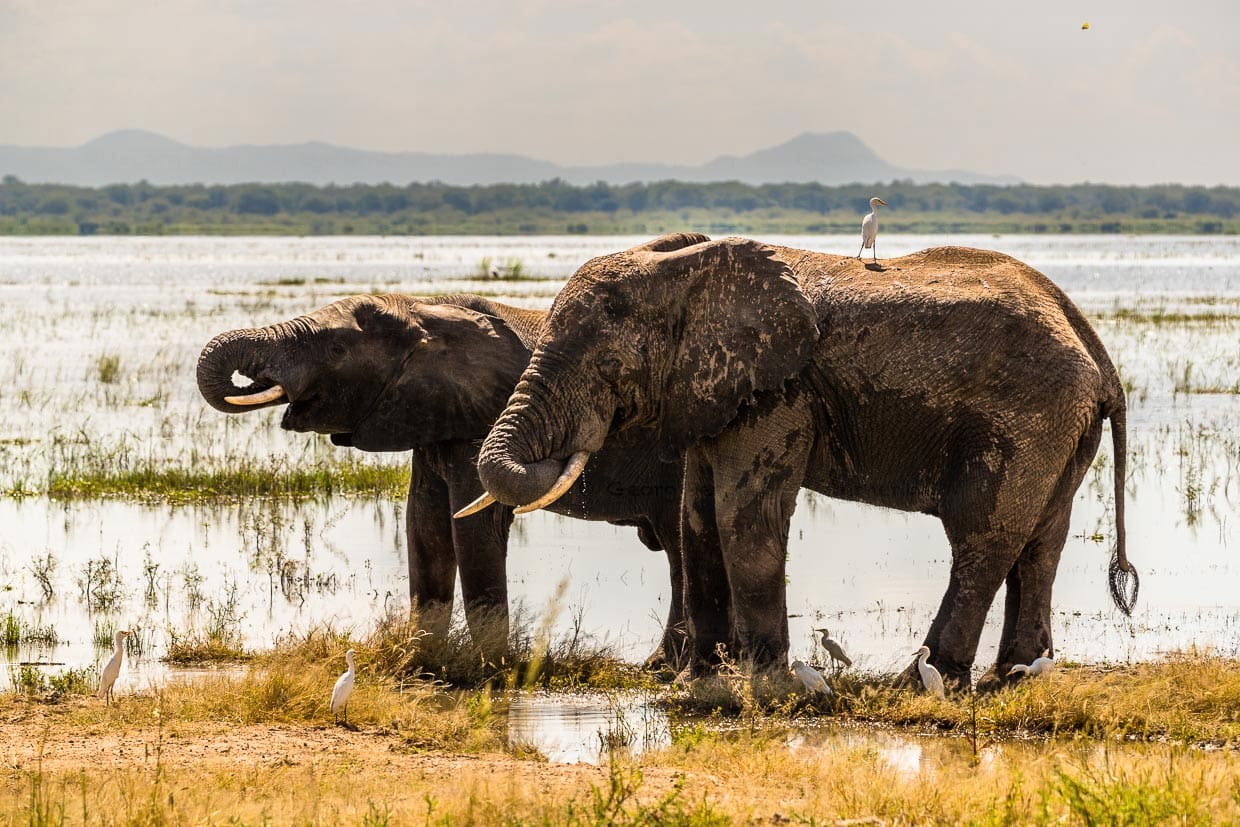 Zwei trinkende Elefanten am Ufer des Shire Rivers im Liwonde Nationalpark / © Foto: Georg Berg