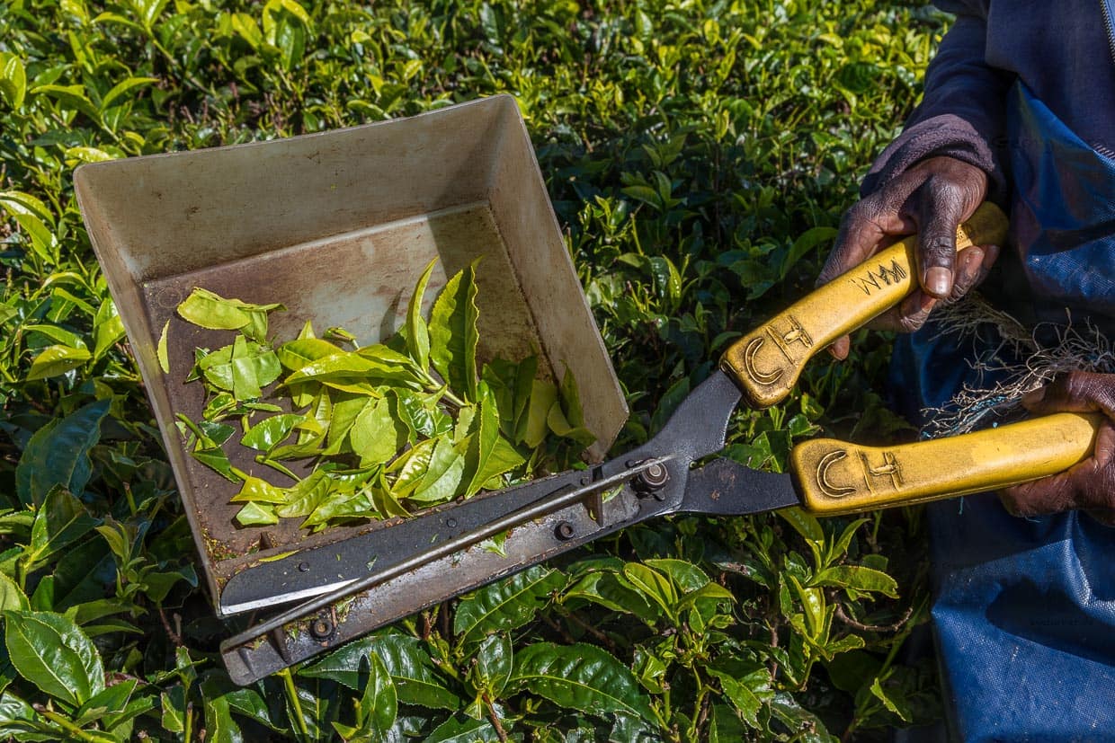 Eine Schere zum Ernten der jungen Teeblätter. Auf Satemwa Estate wurden das so genannte scissors plucking für Frauen eingeführt, die besser mit den Scheren umgehen konnten / © Foto: Georg Berg