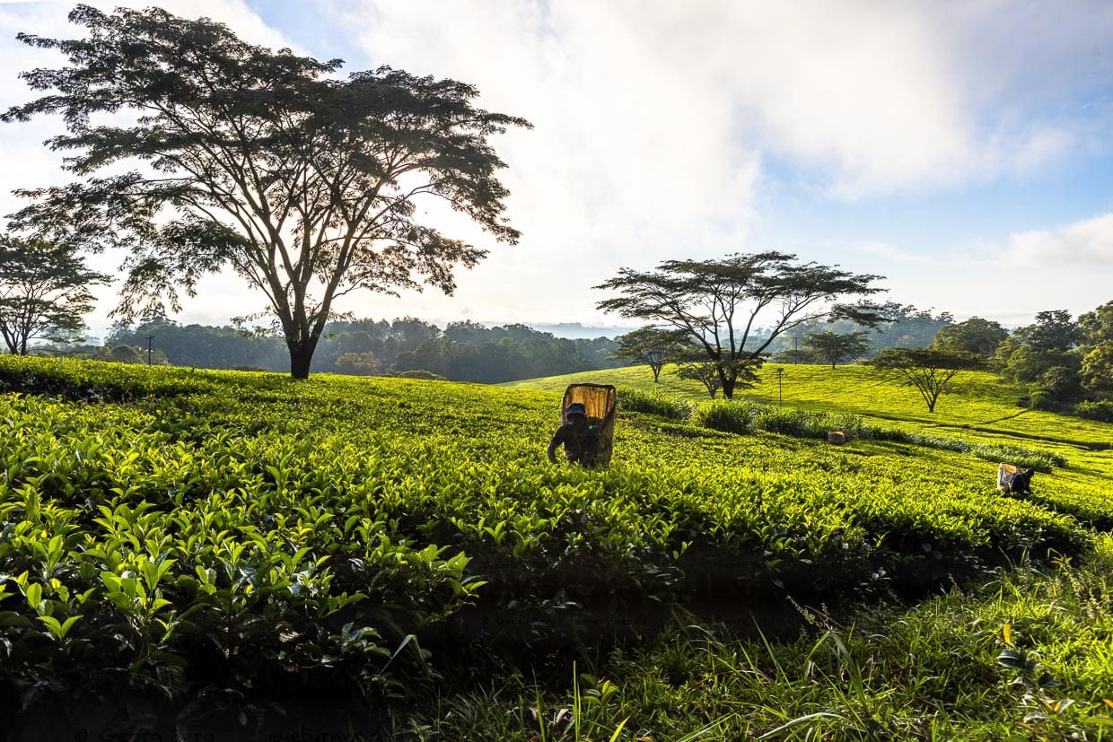 Morgenstimmung auf Satemwa Estate, Thyolo. Teepflücker mit ihren Kiepen zum Sammeln der Teeblätter bei der Arbeit / © Foto: Georg Berg