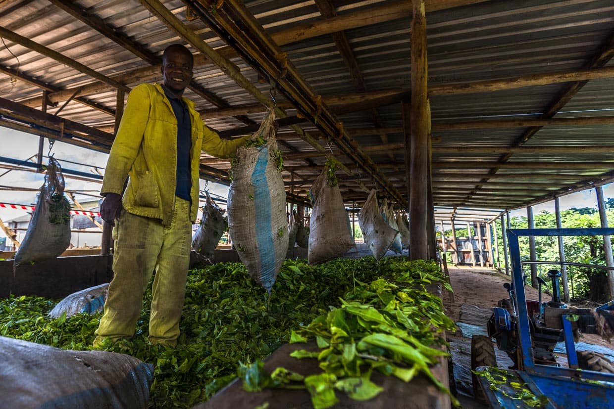 Erste Trockung der Teeblätter. Arbeiter leert die Säcke und breitet die Teeblätter zum Trocken aus, Satemwa Estate, Thyolo / © Foto: Georg Berg