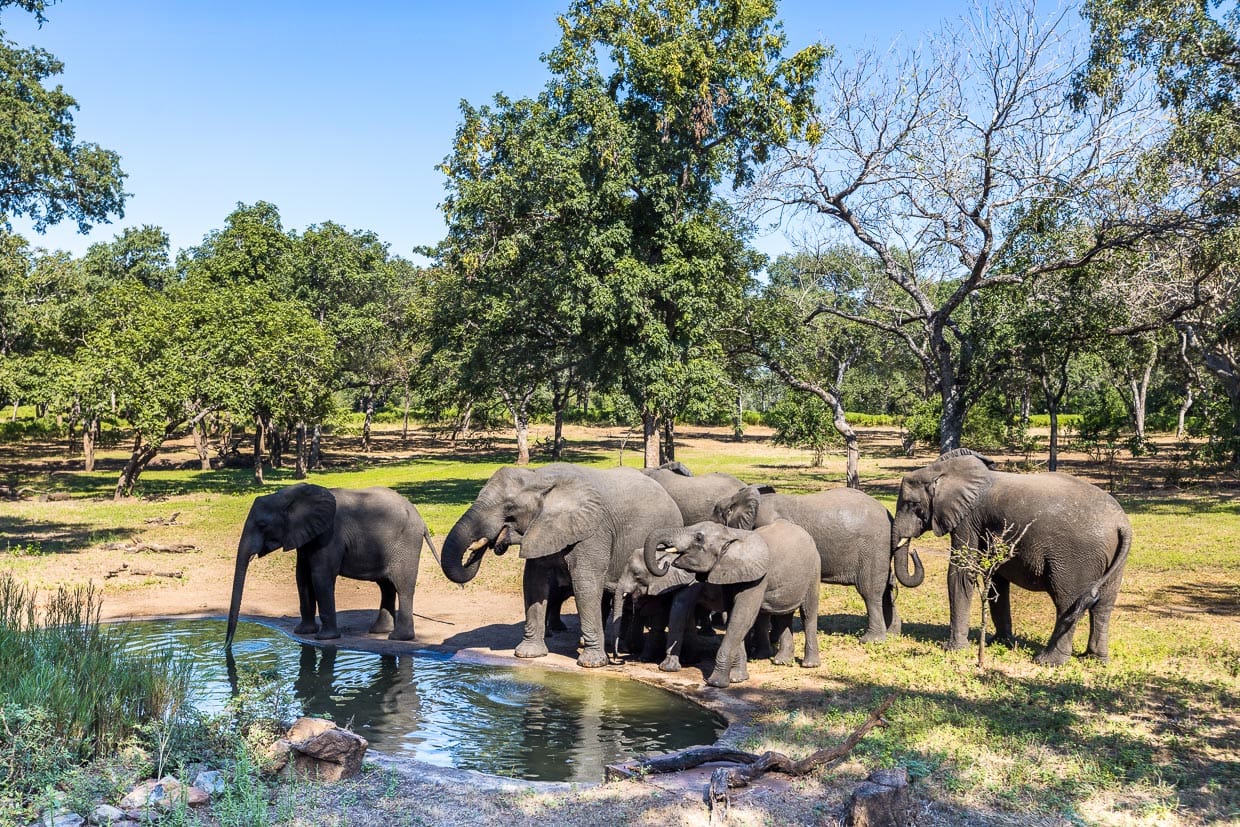 Elefantenherde mit Jungtieren an einer künstlichen Wasserstelle am Restaurant der Thawale Lodge / © Foto: Georg Berg