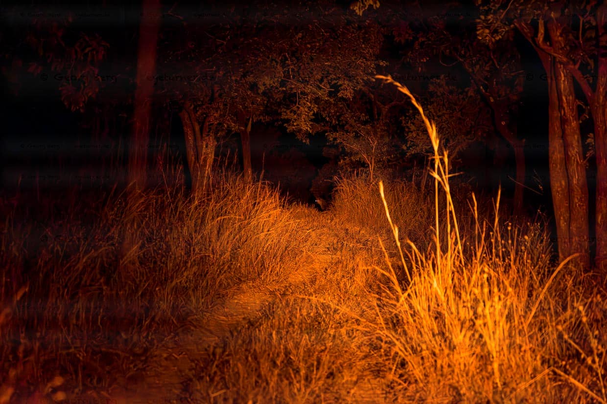Rotlichtlampe leuchtet in Richtung eines Hyänen Rudels. Am Ende des Weges sieht man die Augen einer Hyäne leuchten / © Foto: Georg Berg