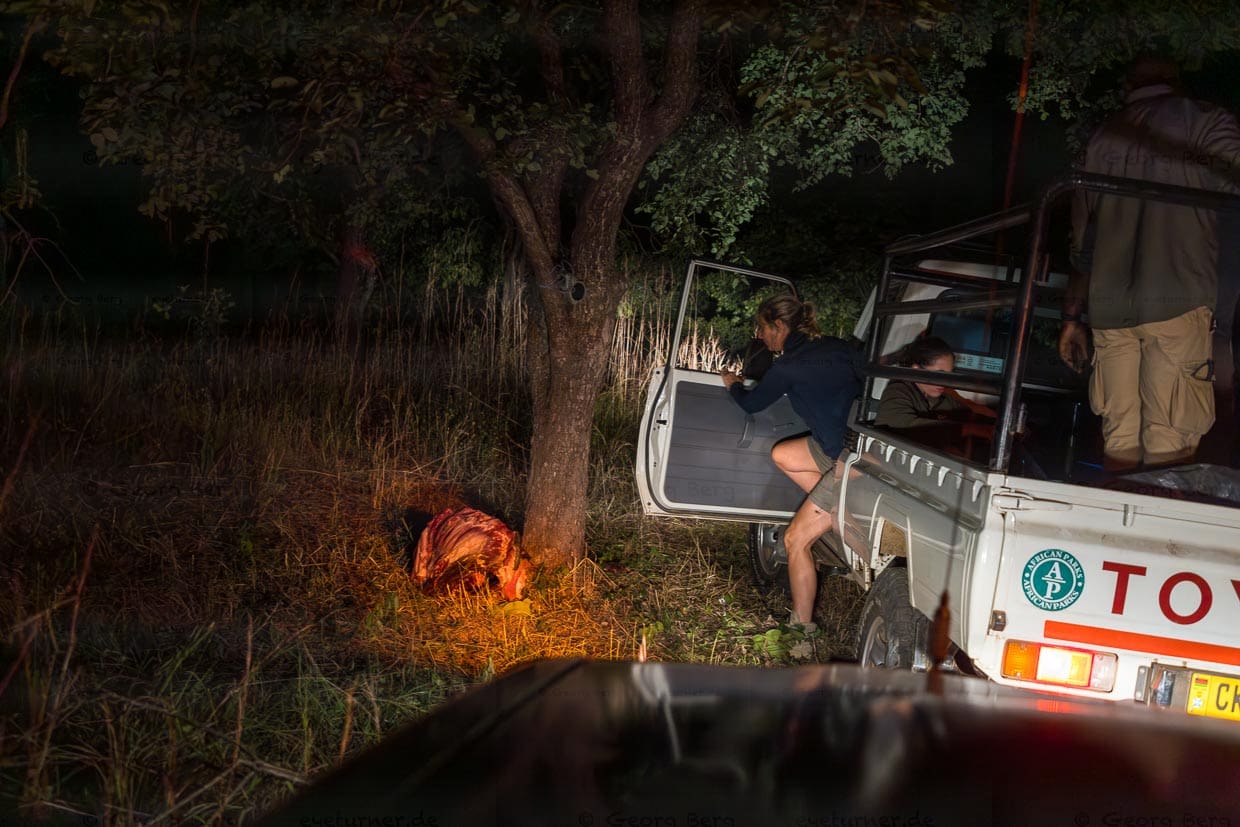 Fleisch eines Wasserbocks wurde als Köder an einen Baum gebunden. Das Monitoring Team kontrolliert die Stelle bevor sie sich in den Fahrzeugen zurückzieht / © Foto: Georg Berg