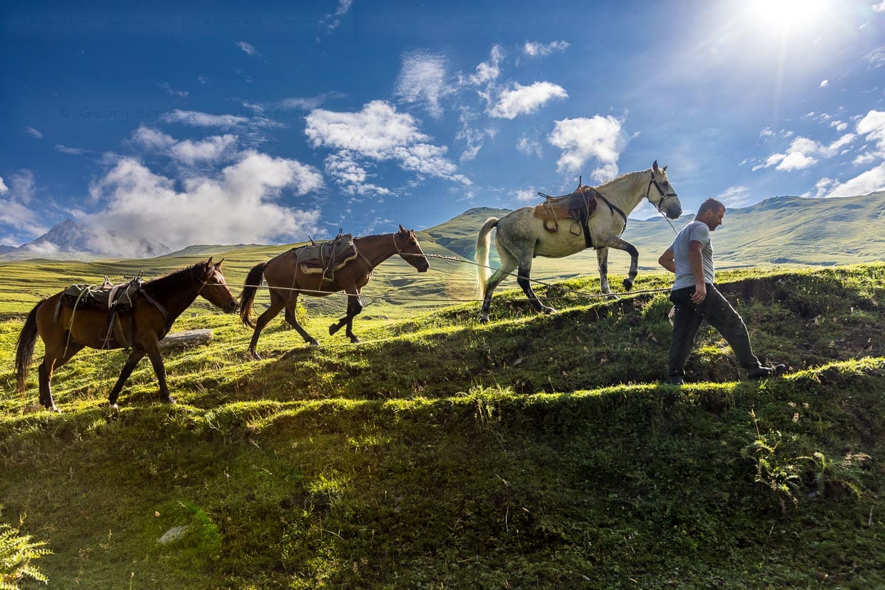 Packpferde sind in Tuschetien die wichtigsten Transportmittel / © Foto: Georg Berg