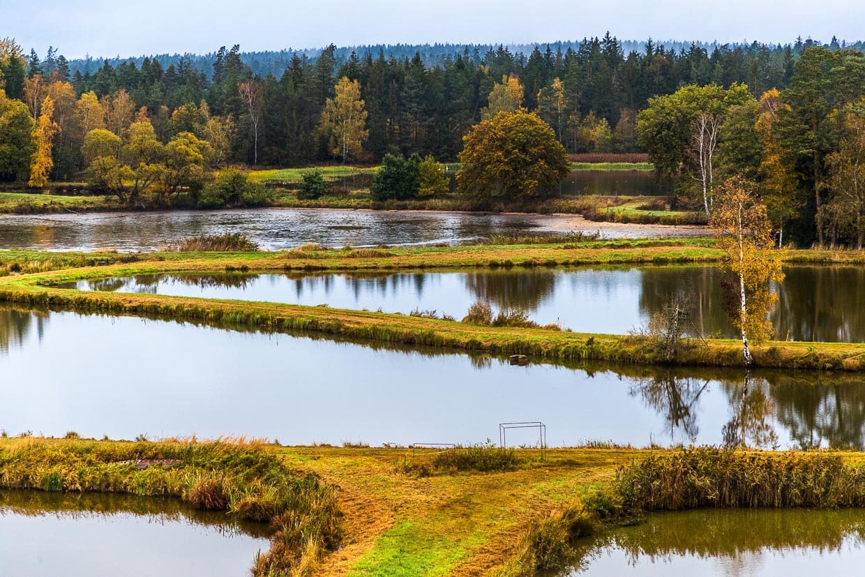 Tirschenreuther Teichpfanne, ein Mosaik aus Wasser, Wald und Wiesen. Im Hintergrund ein abgelassener Teich, aus dem der Karpfen abgefischt wurde / © Foto: Georg Berg