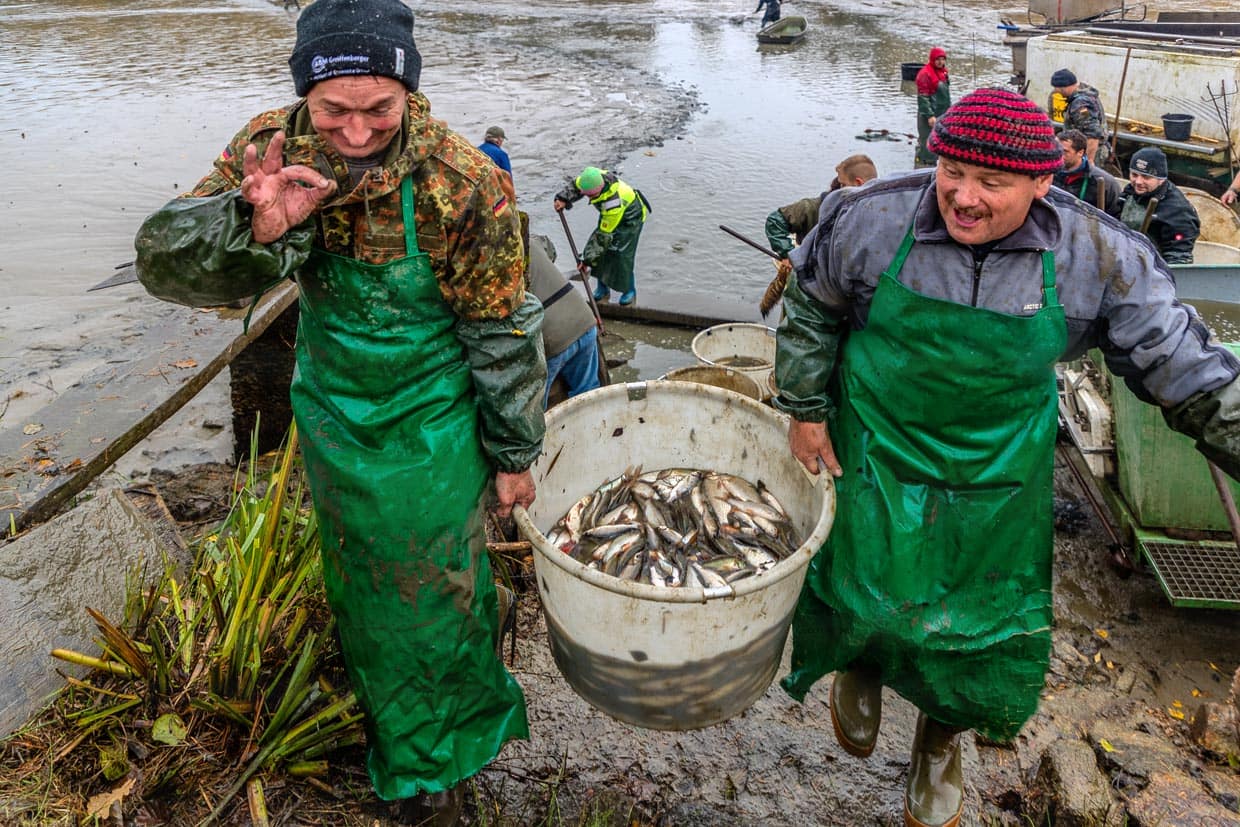 Abfischen an einem Karpfenteich. Die Speisefische wie Karpfen und Zander werden noch Art und Größe vor Ort sortiert / © Foto: Georg Berg