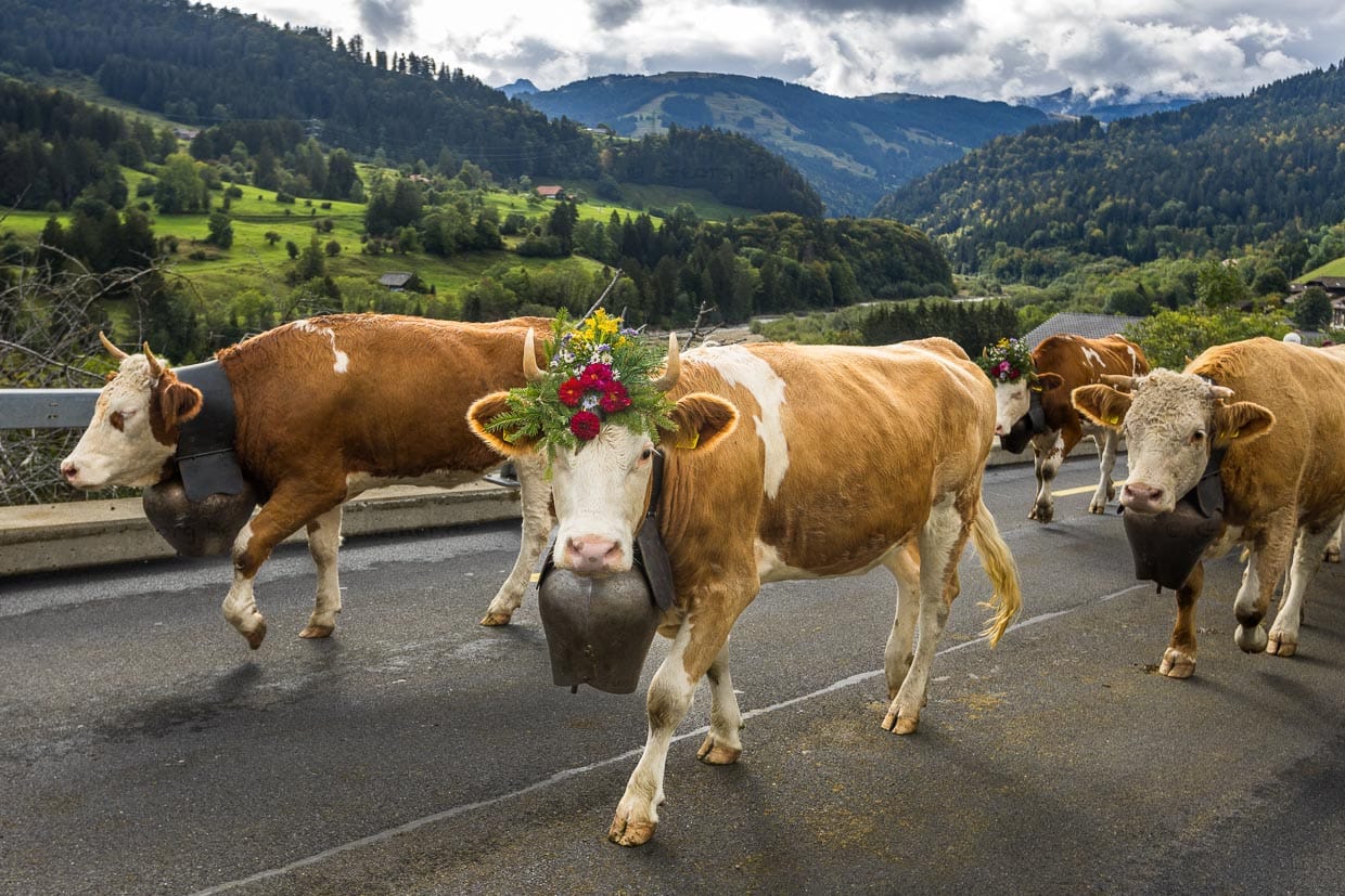 Alpabzug in Plaffeien. Jedes Jahr im Herbst wird das Vieh von der Sömmerung auf der Alp in einem Festumzug zurück ins Dorf getrieben / © Foto: Georg Berg