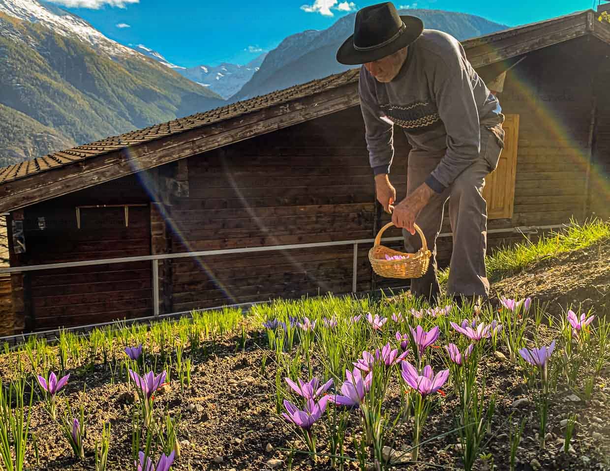 Récolte du safran en Suisse / © Photo : Georg Berg