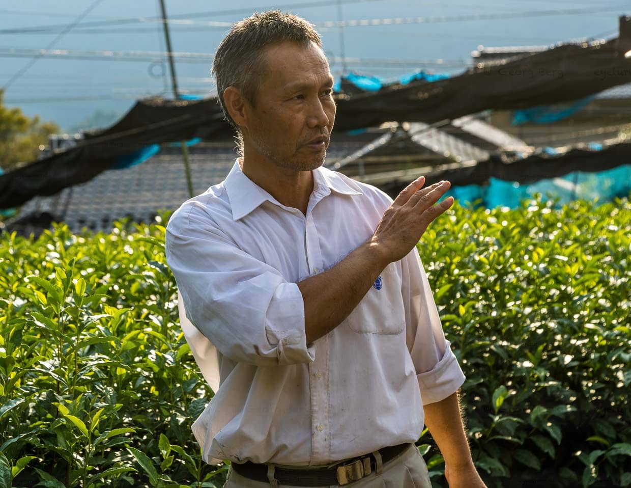 Kiyomi Uchino auf den Teefeldern an seiner Farm. Je nach Wetterlage zieht er Netze über die Teepflanzen. So kann er das Aroma seiner Ernte beeinflussen. Weniger Sonneneinstrahlung bedeutet weniger Bitterkeit und Adstringens / © Foto: Georg Berg