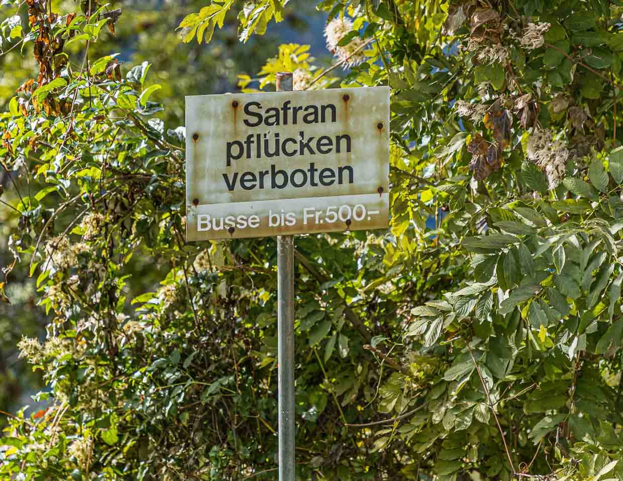 Die Safran-Äcker von Mund sind für Spaziergänger gut erreichbar. Streng verboten ist nur das Pflücken / © Foto: Georg Berg